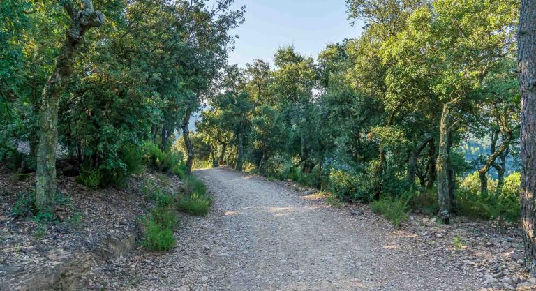 Foto de camino de tierra en bosque mediterráneo
