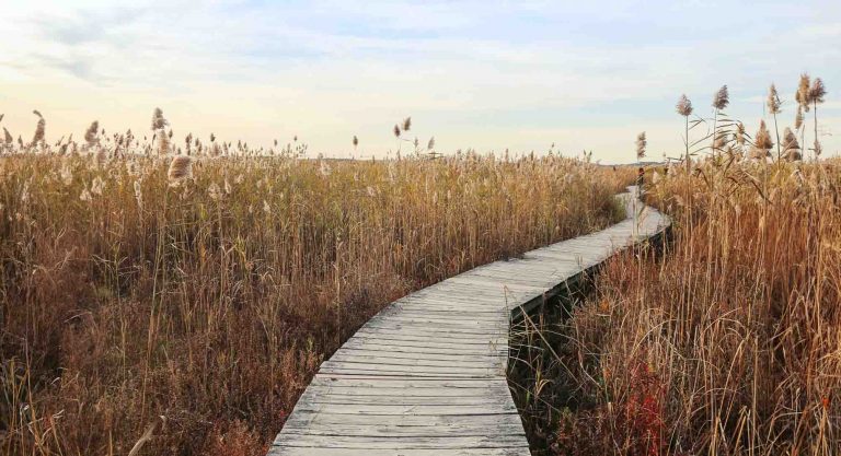 Foto de Pasarela de madera para pasear por unos humedales