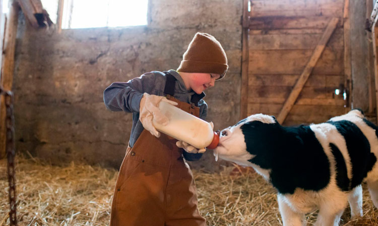 Imagen de un niño dando un biberón a un ternero en un establo. Gesto de cuidado, respeto y compasión hacia los animales en el yoga.