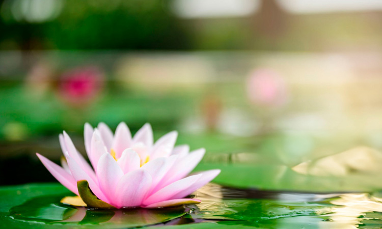 Imagen de una flor de loto (Padmasana) abierta sobre el agua, símbolo en yoga de la iluminación, la pureza, la superación y la conexión espiritual en el yoga.